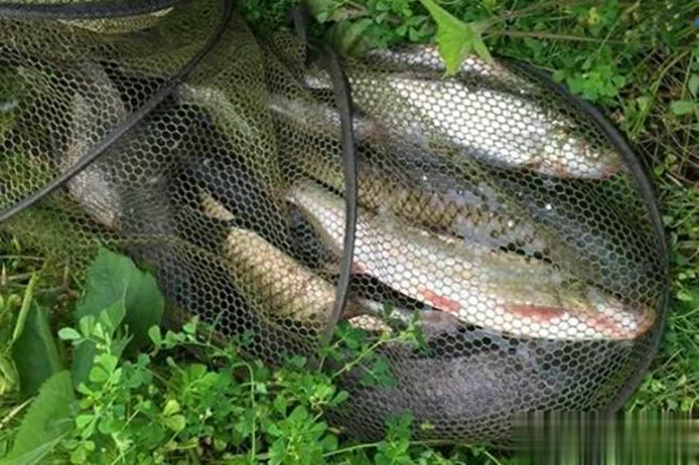 窝杂鱼就会 窝杂鱼就会